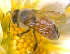 honey-bee-hive-removal-newburyport-ma-bee-removal