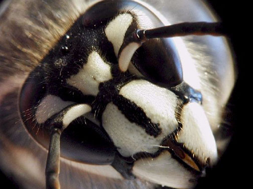 bald-faced-hornet-removal-douglas-ma-bee-control