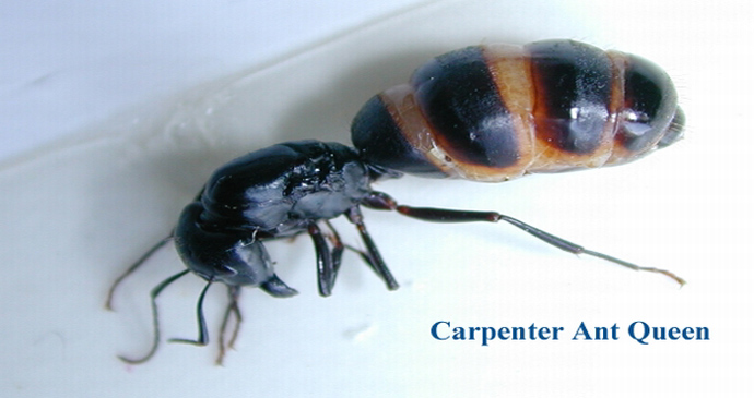 ant-pest-controlacton ma-carpenter-ant-queen