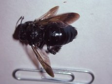carpenter-bee-control-milford-ma-bee-removal-wasp-hornet-nest-removal