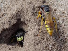 yellow-jacket-control-burlington-ma-wasp-nest-removal