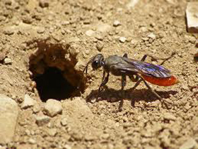 digger-wasp-control-burlington-ma-hornet-bee-removal