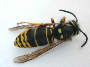 yellow-jacket-removal-west-newbury-ma-wasp-bee-control