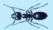 carpenter_ant