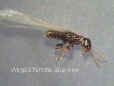 Termite swarmer photo (88946 bytes)
