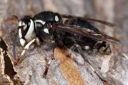 Fast Expert Bee, Hornet and Wasp Nest Removal Services in MA ...