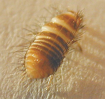 Bed Bug Larvae Vs Carpet Beetle Larvae Carpet beetles treatment