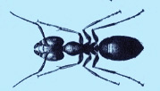 carpenter-ant-treatment-pest-control-exterminators-brookline-ma