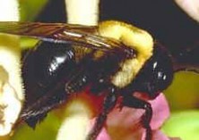 carpenter-bees-pest-control-millbury-ma-hornet-wasp-nest-removal