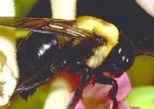 carpenter-bees-pest-control-northbridge-ma-hornet-wasp-nest-removal