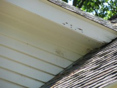 carpenter-bee-damage-newton-center-ma-hornet-bee-removal