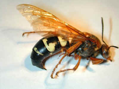 european-hornet-nest-removal-clinton-ma