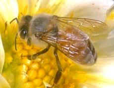 honey-bee-hive-removal-harvard-ma-bee-removal