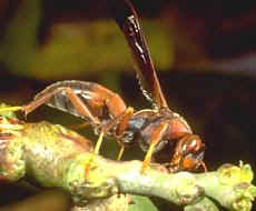 paper-wasp-control-dorchester-ma-carpenter-bee-removal