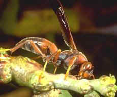 paper-wasp-control-groton-ma-carpenter-bee-removal