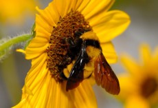 bumble-bee-ground-bee-carpenter-bee-removal-amesbury-ma