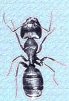 security-pest-control-andover-ma-carpenter-ant-worker