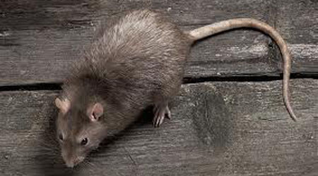 mouse-pest-control-everett-ma-rodent-rat-mice-extermination-rodent-exterminating-control
