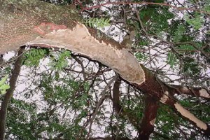squirrel tree bark damage