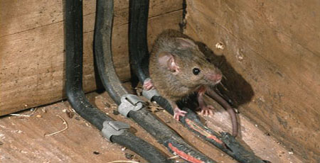 house mouse chewing electrical wiring