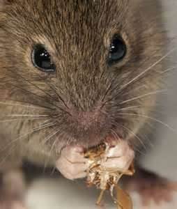 mouse-pest-control-everett-ma-rodent-rat-extermination-mice-exterminating