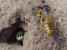 yellow-jacket-control-harvard-ma-wasp-nest-removal