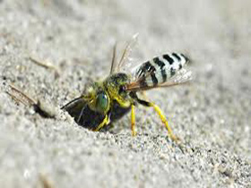 ground-bee-removal-duxbury-ma-bee-removal