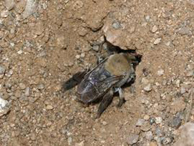 ground-bee-removal-carpenter-bee-control-harvard-ma