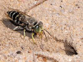 ground-bee-yellow-jacket-removal-saugus-ma