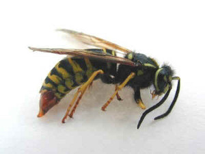 yellow-jacket-control-northbridge-ma-was-hornet-nest-removal