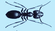 black-carpenter-ant-treatment-exterminator-pest-control-maynard-ma