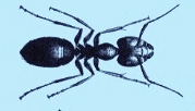 black-carpenter-ant-treatment-exterminator-pest-control-byfield-ma