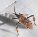 W. Conifer Seed Bug