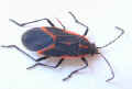 Boxelder Bug