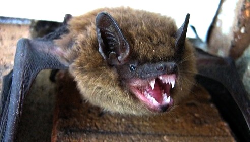Brown-Bat-Teeth-Bat-Control-MA