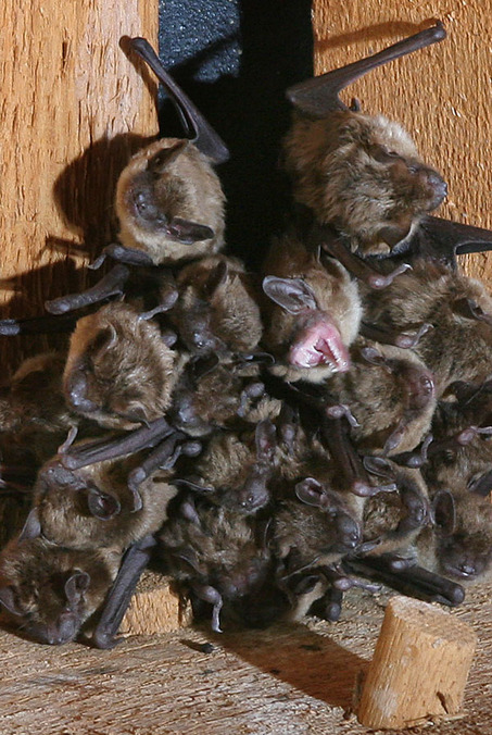 bat-removal-ma-brown-bats-together