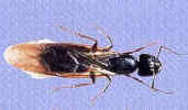 carpenter-ant-swarmer-ant-pest-control-company-black-ant-control-Hingham-ma