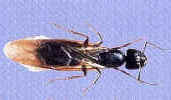 carpenter-ant-swarmer-ant-termite-pest-control-exterminators-bradford-ma