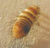 Carpet Beetle Larvae