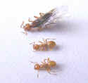 Citronella Swarmer ants w/workers ants