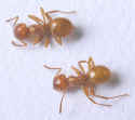 Citronella ants or Yellow ants