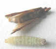 Indian Meal Moth w/Larvae