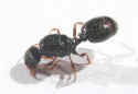 Related to Little Black Ant