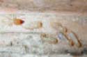 Termite soldier with Workers