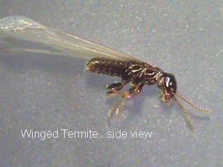 Termite control, termite treatment, inspection, Lexington, MA