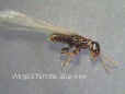 Winged-Termite-Pest-Inspection-Milford-Ma-Termite-Control-Pest-Control-Services