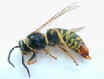 Yellow Jacket