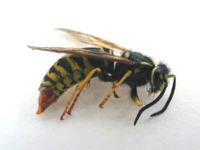 Yellow Jacket side view