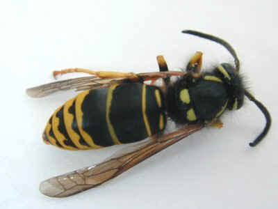 Yellow Jacket top view