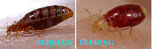bedbugs-sucking-blood-from-humans-bed-bug-control-ma